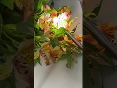 TU-D100A 4K medizinische Endoskopkamera mit 100W LED-Licht für HNO und Gynäkologie